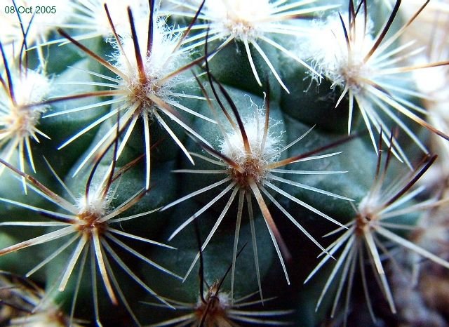 Turbinicarpus _viereckii_ Lau1159 _05